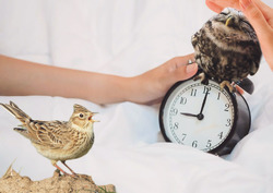 Секреты «жаворонков»: преимущества раннего подъема Секреты «жаворонков»: преимущества раннего подъема