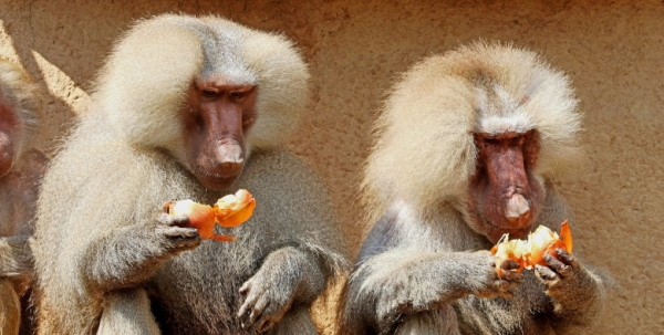 Половое неравенство. Найдите три отличия Половое неравенство. Найдите три отличия