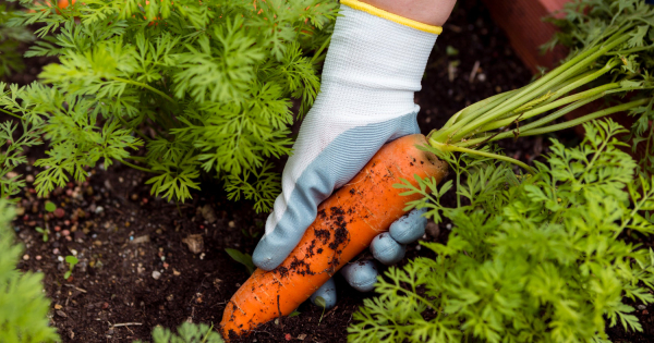 Жена опять занялась рассадой Жена опять занялась рассадой