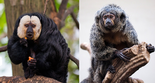 Половое неравенство. Найдите три отличия Половое неравенство. Найдите три отличия