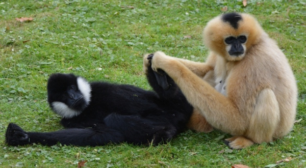 Половое неравенство. Найдите три отличия Половое неравенство. Найдите три отличия
