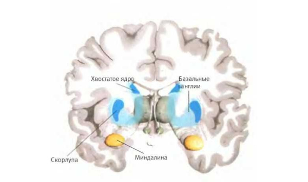 Как работает мозг кинозрителя