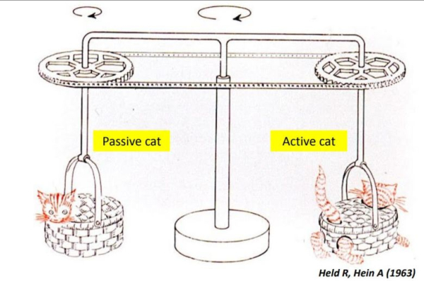 Как работает мозг кинозрителя