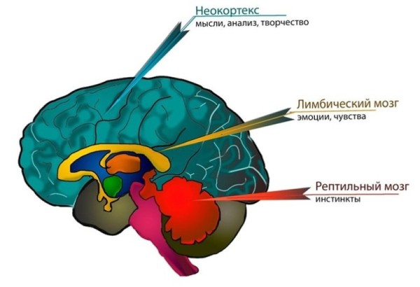 Наш мозг: как из любой ситуации извлекать положительный опыт? Наш мозг: как из любой ситуации извлекать положительный опыт?