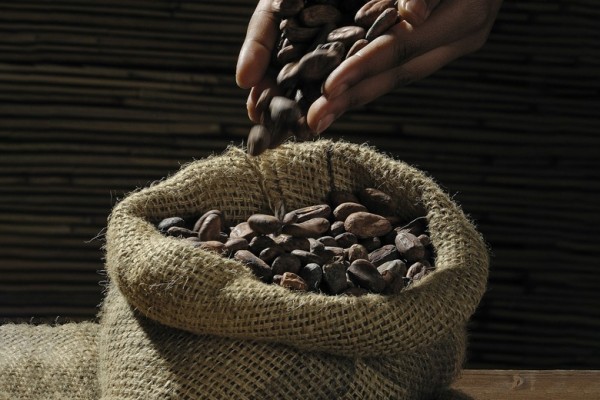 Какао-бобы улучшают когнитивные функции Какао-бобы улучшают когнитивные функции