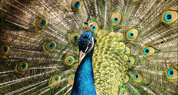 Хвала и ненависть Хвала и ненависть