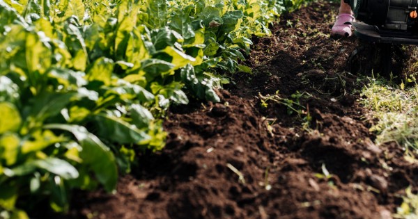 Не трогайте огородников!